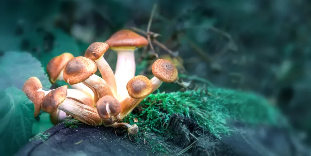 psychedelic mushrooms safe